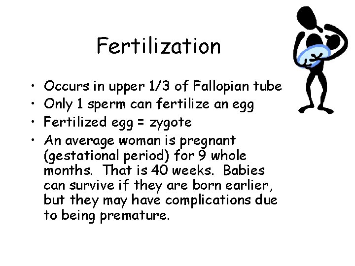 Fertilization • • Occurs in upper 1/3 of Fallopian tube Only 1 sperm can