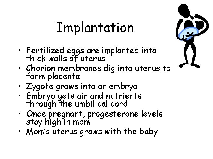 Implantation • Fertilized eggs are implanted into thick walls of uterus • Chorion membranes