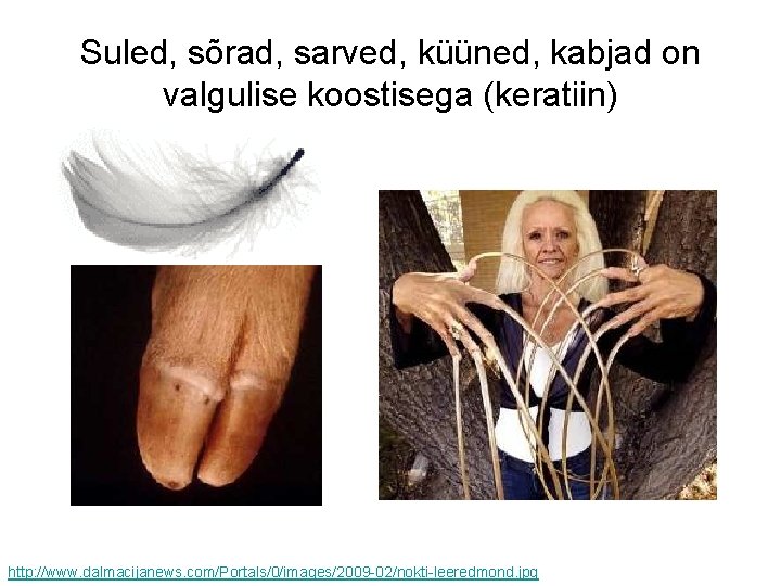 Suled, sõrad, sarved, küüned, kabjad on valgulise koostisega (keratiin) http: //www. dalmacijanews. com/Portals/0/images/2009 -02/nokti-leeredmond.