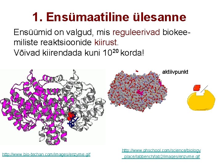 1. Ensümaatiline ülesanne Ensüümid on valgud, mis reguleerivad biokeemiliste reaktsioonide kiirust. Võivad kiirendada kuni