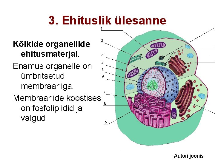 3. Ehituslik ülesanne Kõikide organellide ehitusmaterjal. Enamus organelle on ümbritsetud membraaniga. Membraanide koostises on