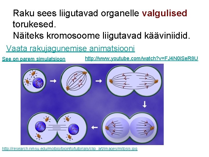 Raku sees liigutavad organelle valgulised torukesed. Näiteks kromosoome liigutavad kääviniidid. Vaata rakujagunemise animatsiooni See