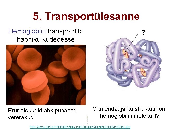 5. Transportülesanne Hemoglobiin transpordib hapniku kudedesse Erütrotsüüdid ehk punased vererakud Fe ? Mitmendat järku