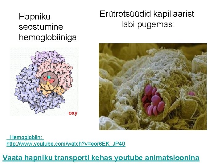 Hapniku seostumine hemoglobiiniga: Erütrotsüüdid kapillaarist läbi pugemas: Hemoglobiin: http: //www. youtube. com/watch? v=eor 6