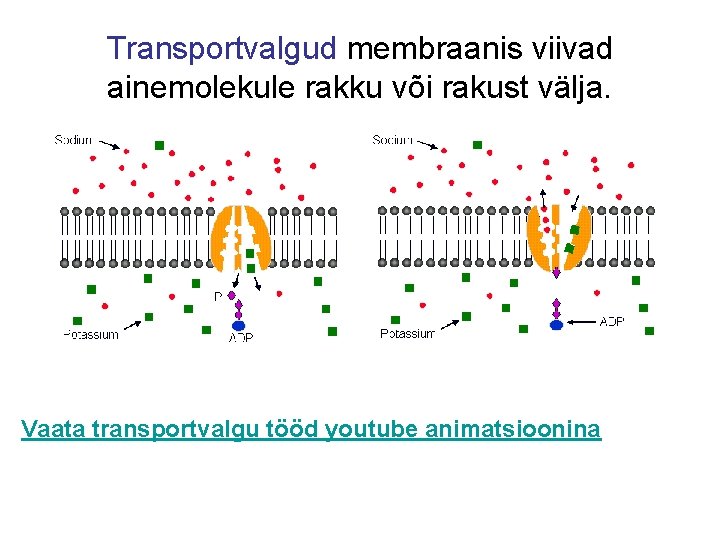 Transportvalgud membraanis viivad ainemolekule rakku või rakust välja. Vaata transportvalgu tööd youtube animatsioonina 