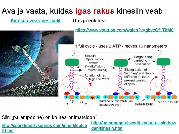 Ava ja vaata, kuidas igas rakus kinesiin veab : Kinesiin veab vesiikulit Uus ja