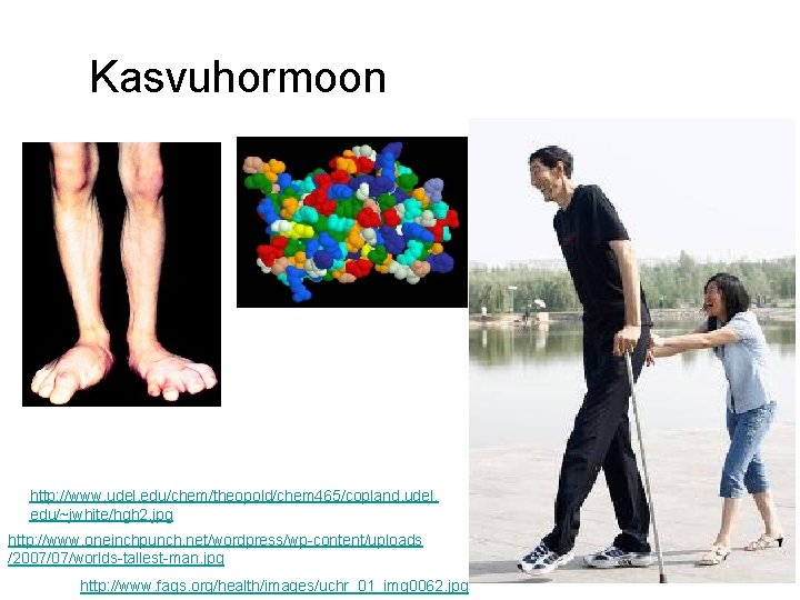  Kasvuhormoon http: //www. udel. edu/chem/theopold/chem 465/copland. udel. edu/~jwhite/hgh 2. jpg http: //www. oneinchpunch.