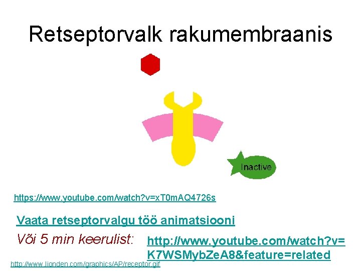 Retseptorvalk rakumembraanis https: //www. youtube. com/watch? v=x. T 0 m. AQ 4726 s Vaata