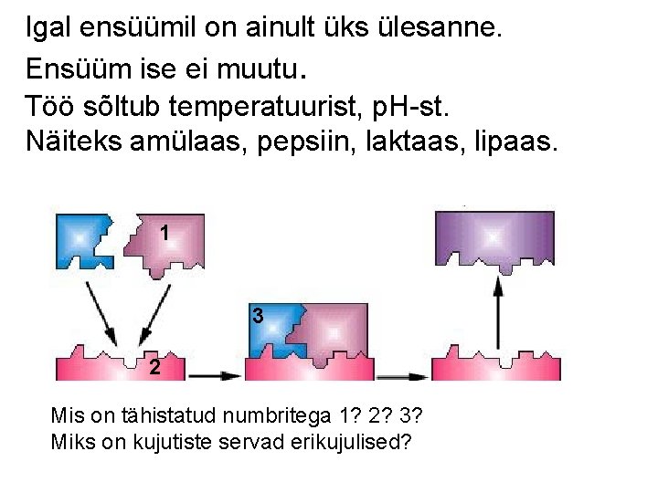 Igal ensüümil on ainult üks ülesanne. Ensüüm ise ei muutu. Töö sõltub temperatuurist, p.