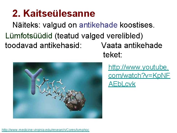 2. Kaitseülesanne Näiteks: valgud on antikehade koostises. Lümfotsüüdid (teatud valged verelibled) toodavad antikehasid: Vaata
