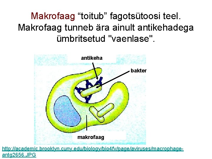 Makrofaag “toitub” fagotsütoosi teel. Makrofaag tunneb ära ainult antikehadega ümbritsetud "vaenlase". antikeha bakter makrofaag