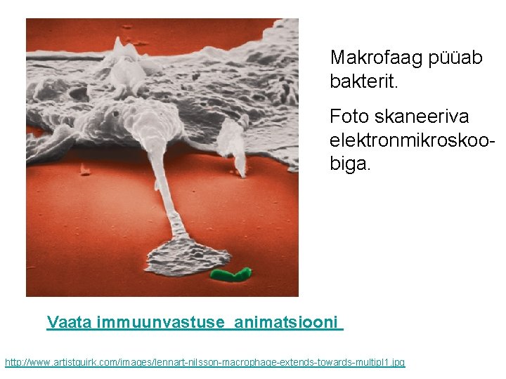 Makrofaag püüab bakterit. Foto skaneeriva elektronmikroskoobiga. Vaata immuunvastuse animatsiooni http: //www. artistquirk. com/images/lennart-nilsson-macrophage-extends-towards-multipl 1.