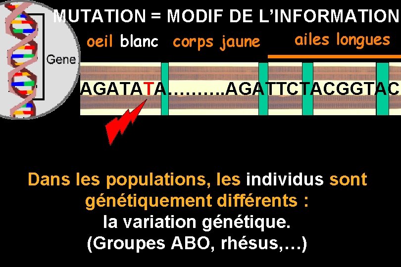 MUTATION = MODIF DE L’INFORMATION oeil blanc corps jaune ailes longues AGATATA………. AGATTCTACGGTAC Dans