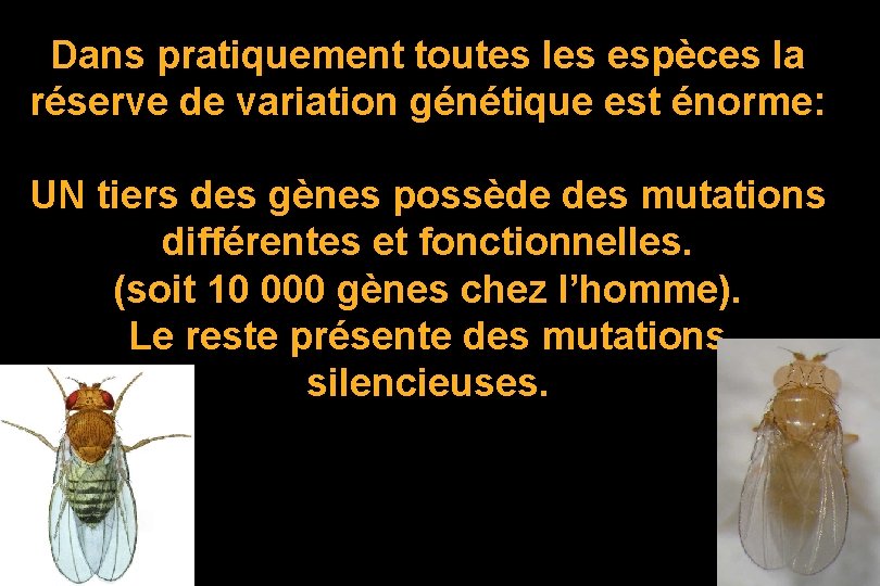 Dans pratiquement toutes les espèces la réserve de variation génétique est énorme: UN tiers