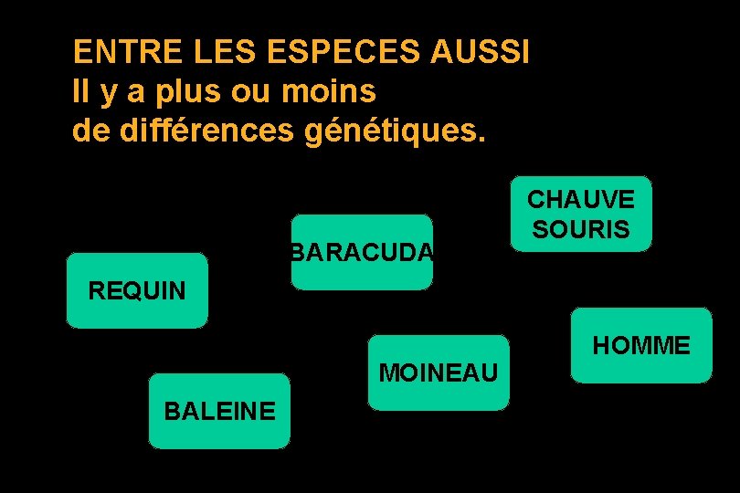 ENTRE LES ESPECES AUSSI Il y a plus ou moins de différences génétiques. BARACUDA