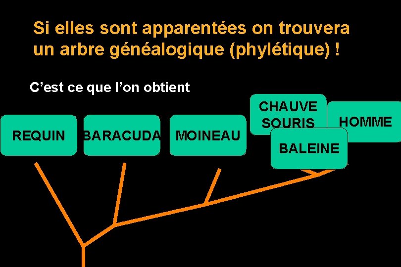 Si elles sont apparentées on trouvera un arbre généalogique (phylétique) ! C’est ce que