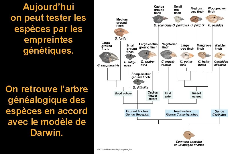 Aujourd’hui on peut tester les espèces par les empreintes génétiques. On retrouve l’arbre généalogique