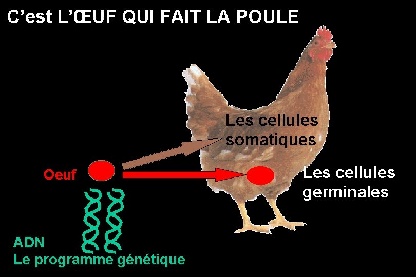 C’est L’ŒUF QUI FAIT LA POULE Les cellules somatiques Oeuf ADN Le programme génétique