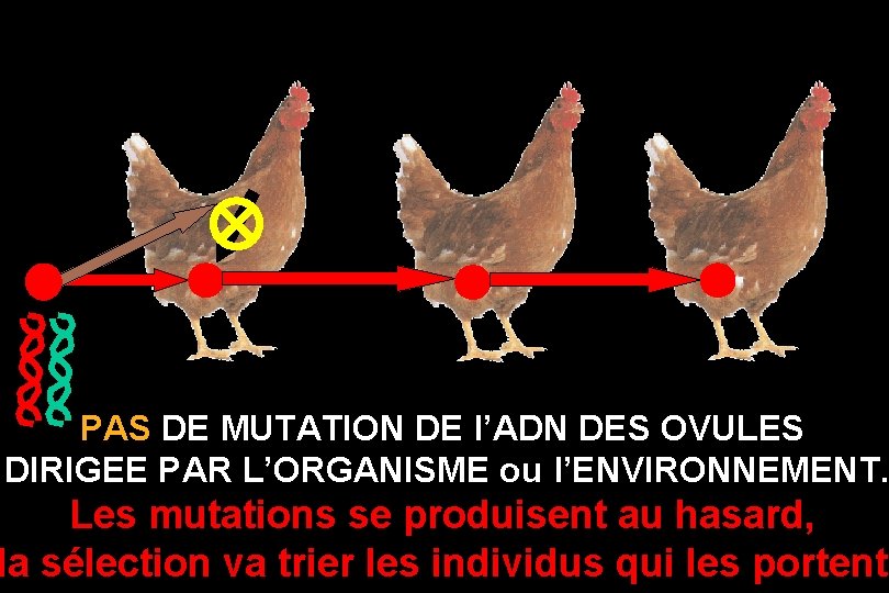 PAS DE MUTATION DE l’ADN DES OVULES DIRIGEE PAR L’ORGANISME ou l’ENVIRONNEMENT. Les mutations