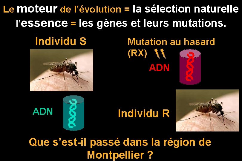 Le moteur de l’évolution = la sélection naturelle l’essence = les gènes et leurs