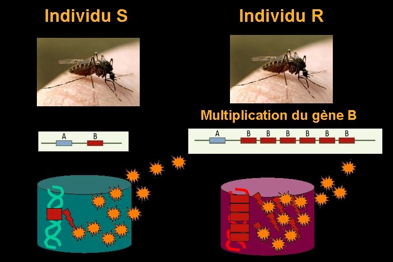 Individu S Individu R Multiplication du gène B 