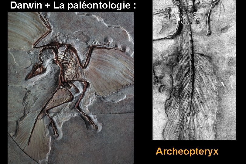 Darwin + La paléontologie : Archeopteryx 