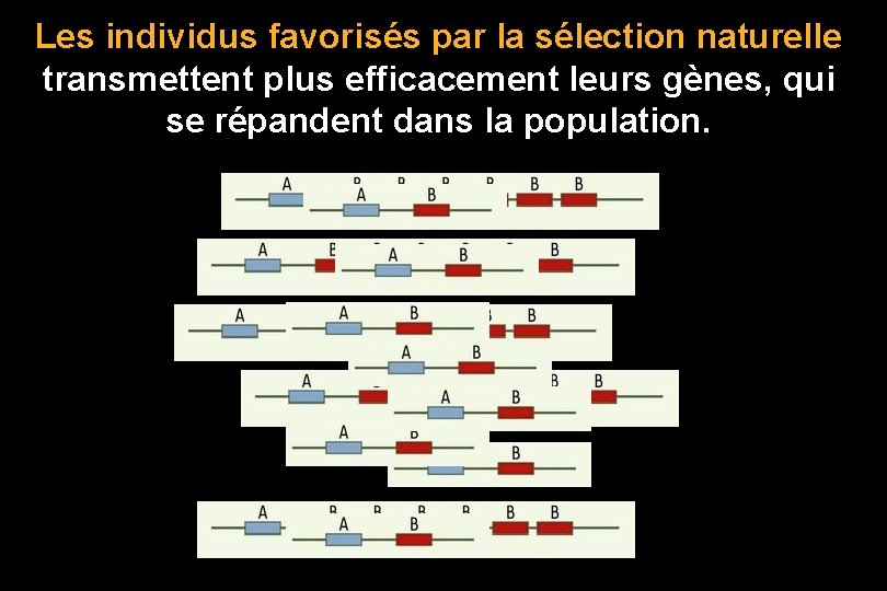 Les individus favorisés par la sélection naturelle transmettent plus efficacement leurs gènes, qui se