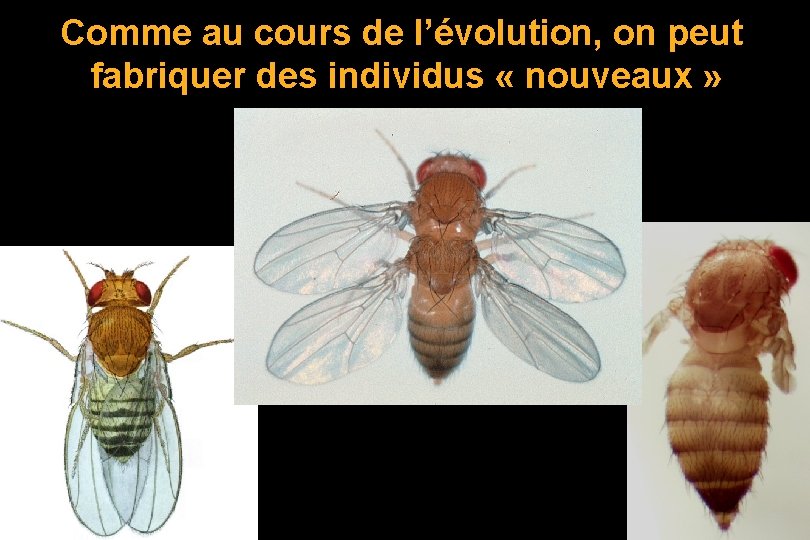 Comme au cours de l’évolution, on peut fabriquer des individus « nouveaux » 