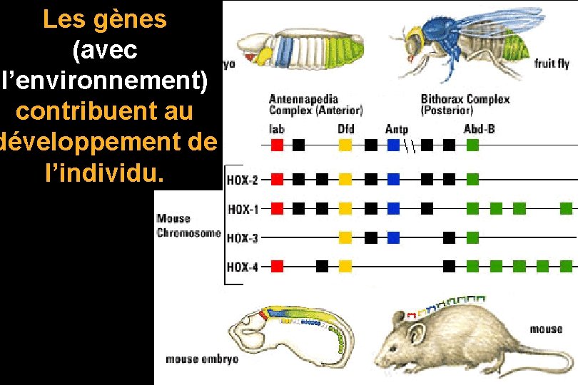 Les gènes (avec l’environnement) contribuent au développement de l’individu. 