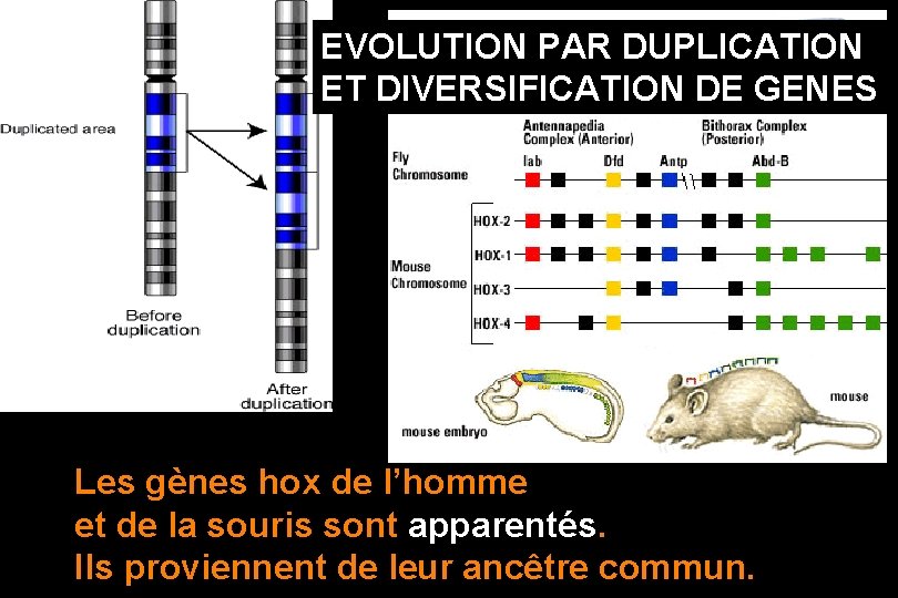 EVOLUTION PAR DUPLICATION ET DIVERSIFICATION DE GENES Les gènes hox de l’homme et de