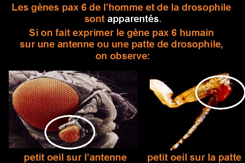 Les gènes pax 6 de l’homme et de la drosophile sont apparentés. Si on