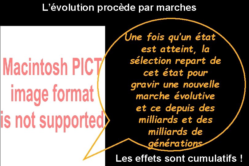 L’évolution procède par marches Une fois qu’un état est atteint, la sélection repart de