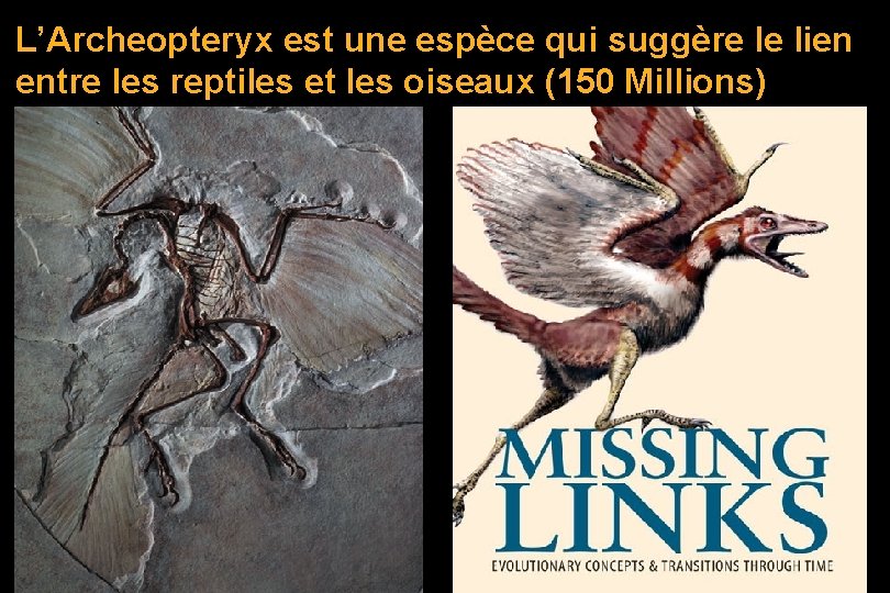 L’Archeopteryx est une espèce qui suggère le lien entre les reptiles et les oiseaux