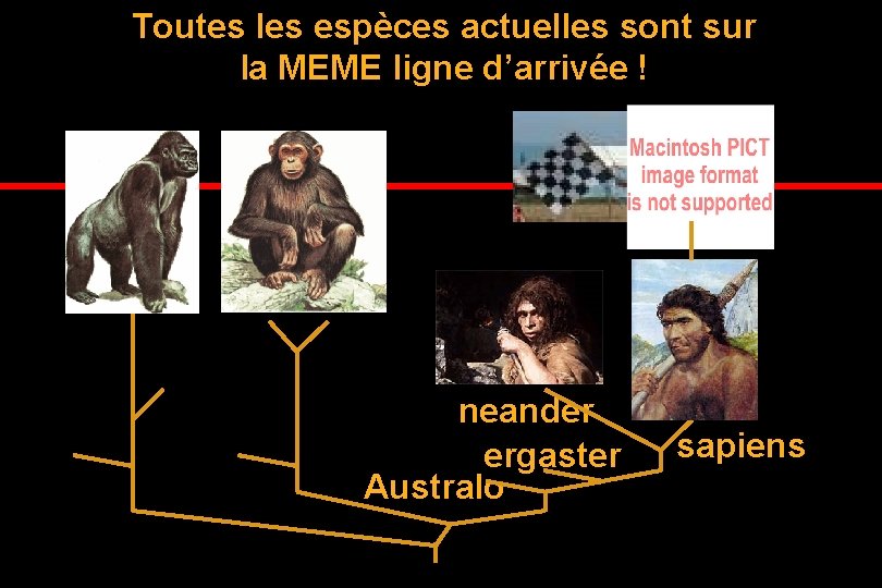 Toutes les espèces actuelles sont sur la MEME ligne d’arrivée ! neander ergaster Australo