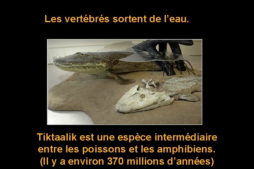 Les vertébrés sortent de l’eau. Tiktaalik est une espèce intermédiaire entre les poissons et