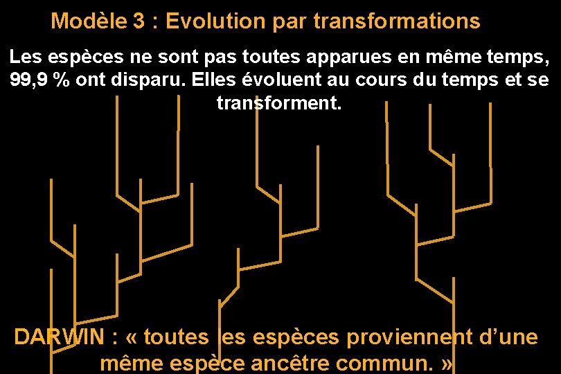 Modèle 3 : Evolution par transformations Les espèces ne sont pas toutes apparues en