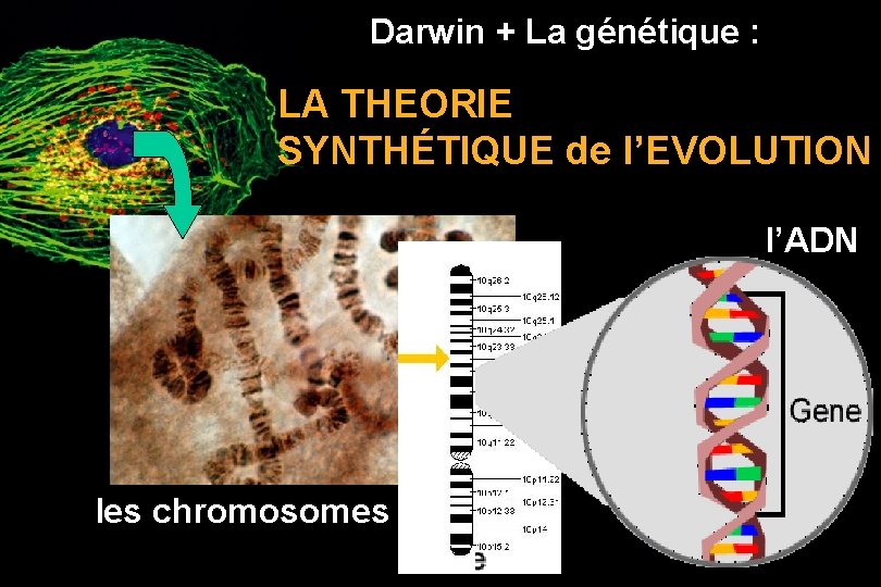 Darwin + La génétique : LA THEORIE SYNTHÉTIQUE de l’EVOLUTION l’ADN les chromosomes 