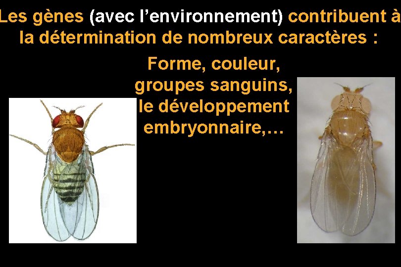 Les gènes (avec l’environnement) contribuent à la détermination de nombreux caractères : Forme, couleur,