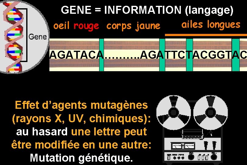 GENE = INFORMATION (langage) oeil rouge corps jaune ailes longues AGATACA………. AGATTCTACGGTAC Effet d’agents