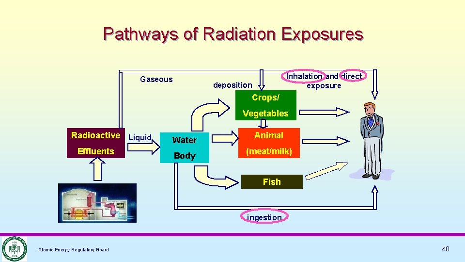 Pathways of Radiation Exposures Gaseous Inhalation and direct exposure deposition Crops/ Vegetables Radioactive Liquid
