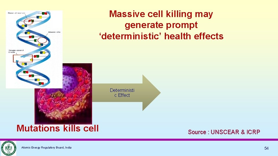Massive cell killing may generate prompt ‘deterministic’ health effects Deterministi c Effect Mutations kills
