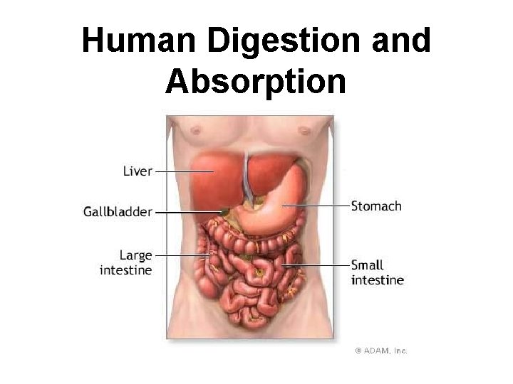 Human Digestion and Absorption 
