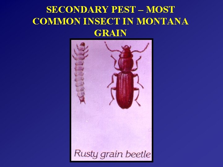 SECONDARY PEST – MOST COMMON INSECT IN MONTANA GRAIN 