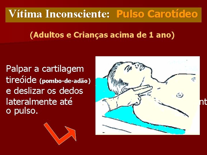 Vítima Inconsciente: Pulso Carotídeo (Adultos e Crianças acima de 1 ano) Palpar a cartilagem