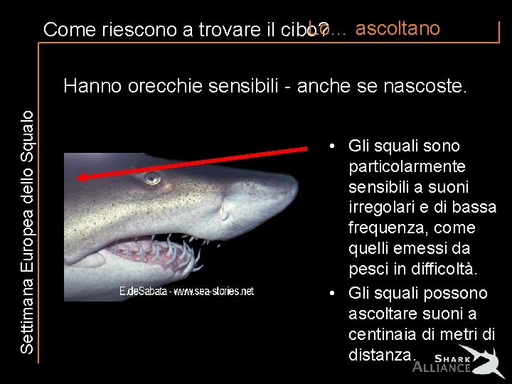 Lo… ascoltano Come riescono a trovare il cibo? Settimana Europea dello Squalo Hanno orecchie