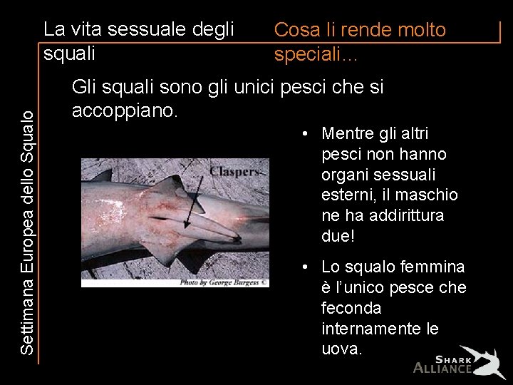 Settimana Europea dello Squalo La vita sessuale degli squali Cosa li rende molto speciali…