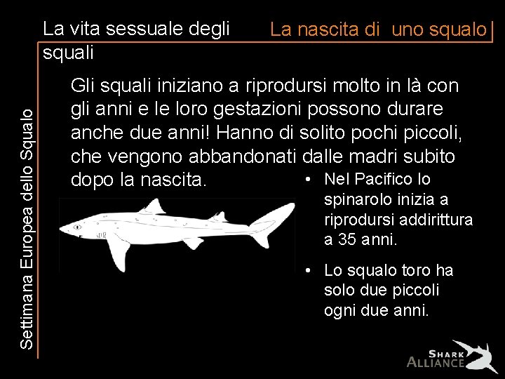 Settimana Europea dello Squalo La vita sessuale degli squali La nascita di uno squalo