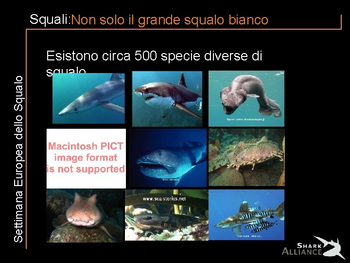 Settimana Europea dello Squali: Non solo il grande squalo bianco Esistono circa 500 specie