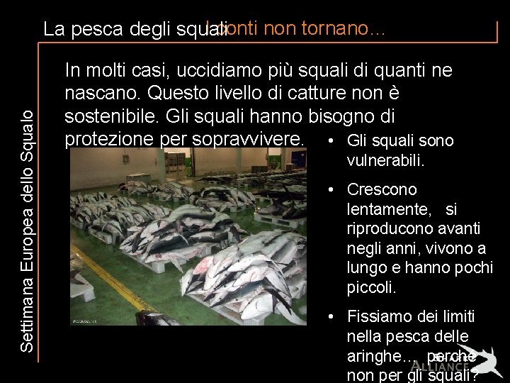 Settimana Europea dello Squalo I conti non tornano… La pesca degli squali In molti