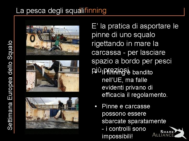 Settimana Europea dello Squalo Il finning La pesca degli squali E’ la pratica di